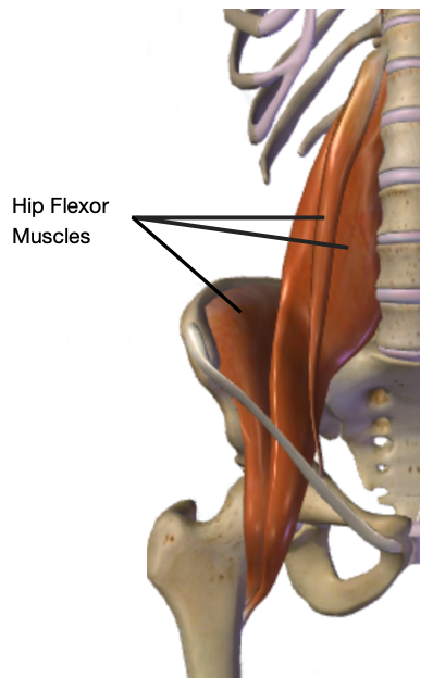Anatomical drawing of the hip flexor muscles on the pelvis and lower back.